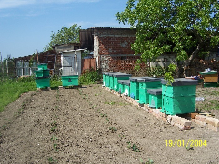 31125013_CJMRBYKOG - Poze detoate