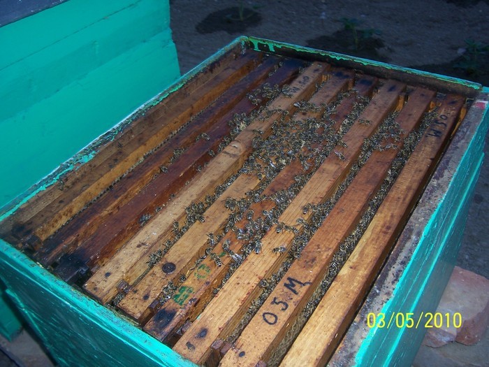 31125059_IASXLDQKA - Poze detoate