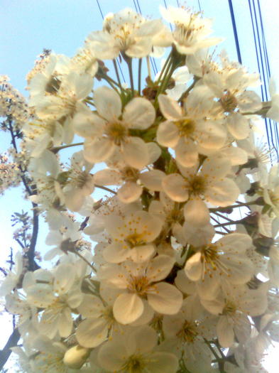 Flori de cires - Florile pomilor fructiferi