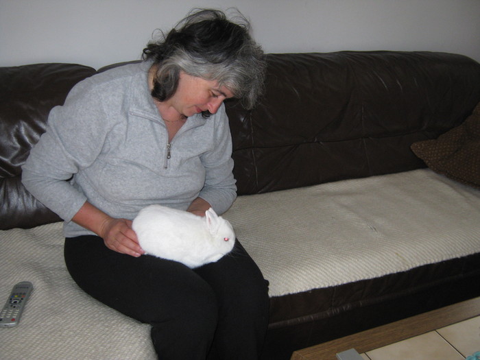 hermelin cu ochi albastri -vandut