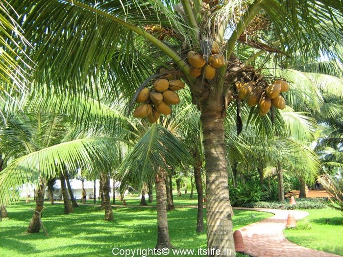 travel-kerala-coconut-tree[1] - Peisaje exotice din India