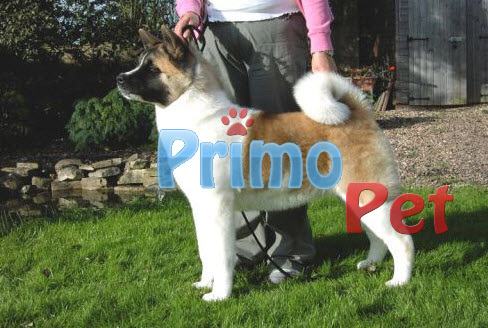 akita-inu-american