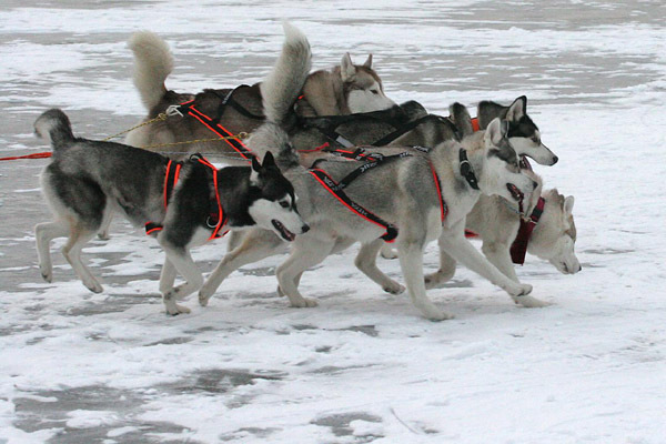 husky_siberian_03 - Husky