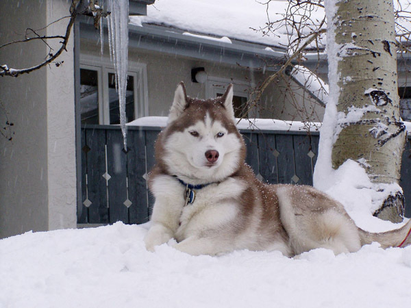 husky_siberian_07