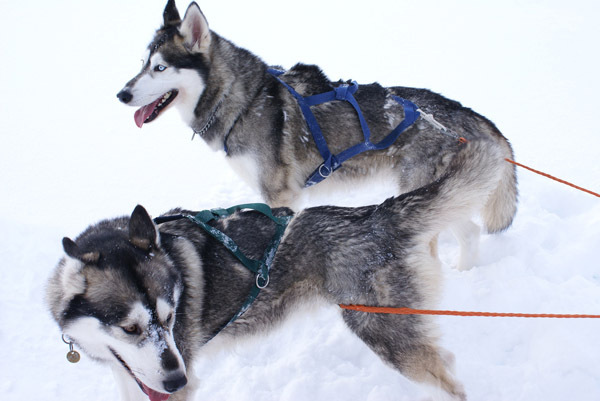 husky_siberian_08 - Husky