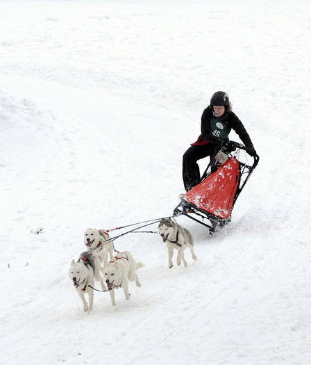 husky_siberian_09