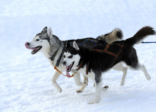 husky_siberian_10 - Husky