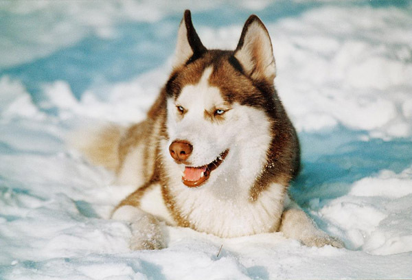 husky_siberian_11