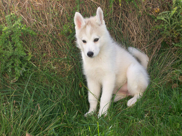 husky_siberian_16 - Husky