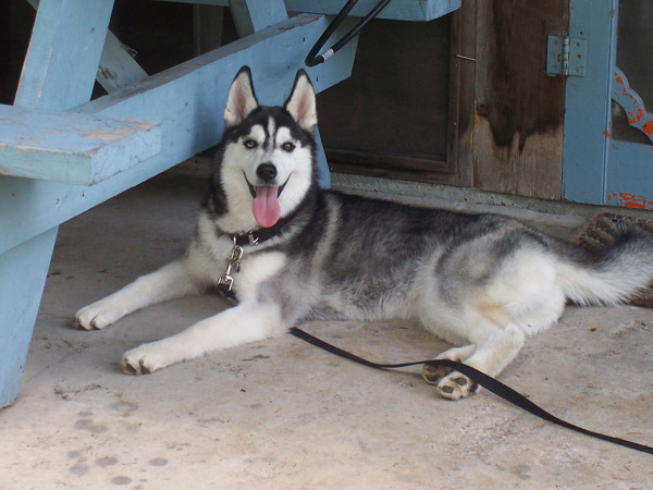 husky_siberian_17 - Husky