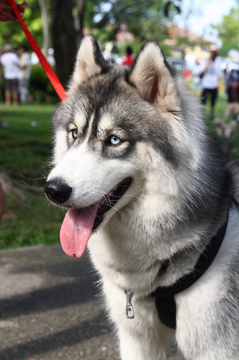 husky_siberian_18 - Husky