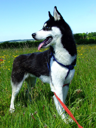 husky_siberian_19 - Husky