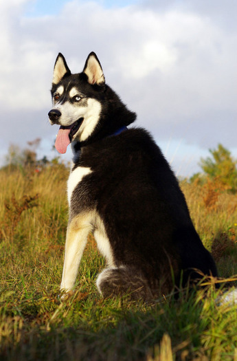 husky_siberian_21 - Husky