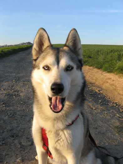 husky_siberian_26