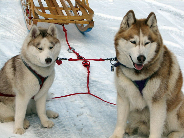 husky_siberian_27