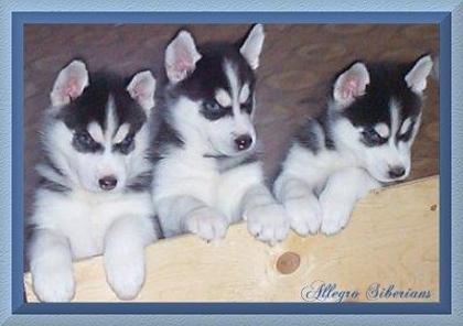 janp_23-414 - Husky