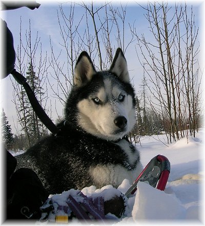 Juno-husky-winter - Husky