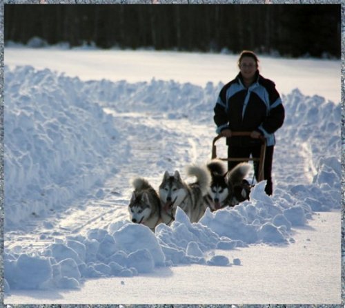 win2-Mushing