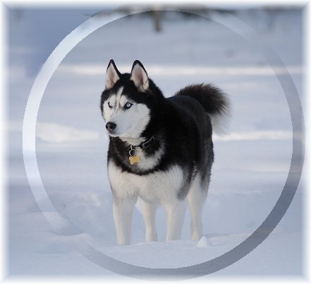 win2-o8-siberianhusky