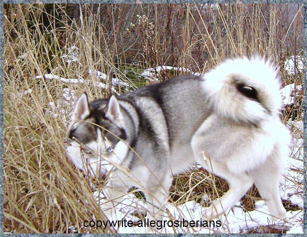 winter-2-silverhusky-steling