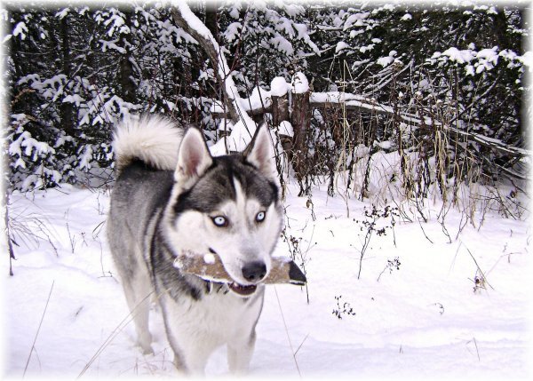 winter-2-silverhusky-stelinga