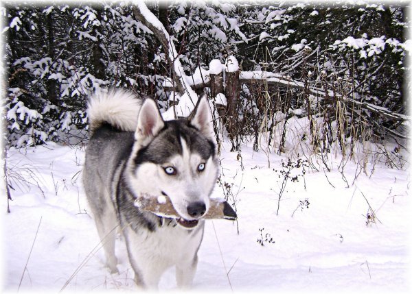 winter-2-silverhusky-stelinga - Husky