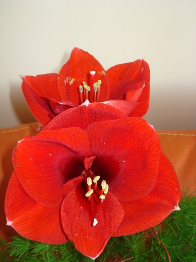 AMARYLLIS