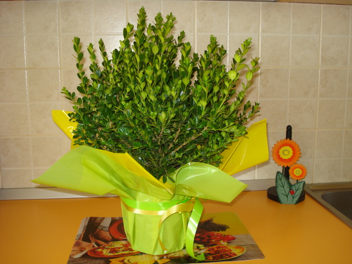 BRUXUX-CADOUL MAMEI DE PASTE