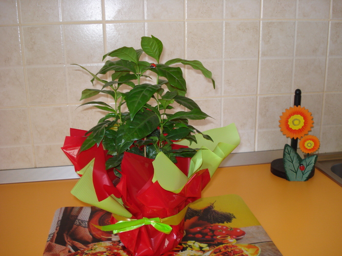 ARBORI DE CAFEA-CADOU PENTRU CUMNATA MEA!!