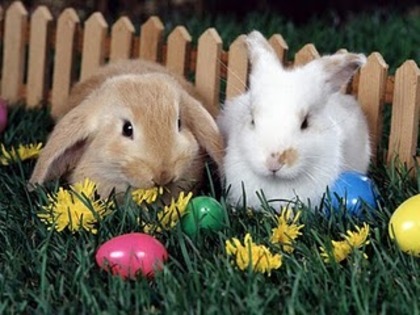 Easter-Egg-Hunt - Foto