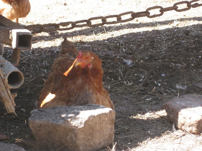 gaina roscata - k_______________GAINI DE CARNE SI OUTOARE