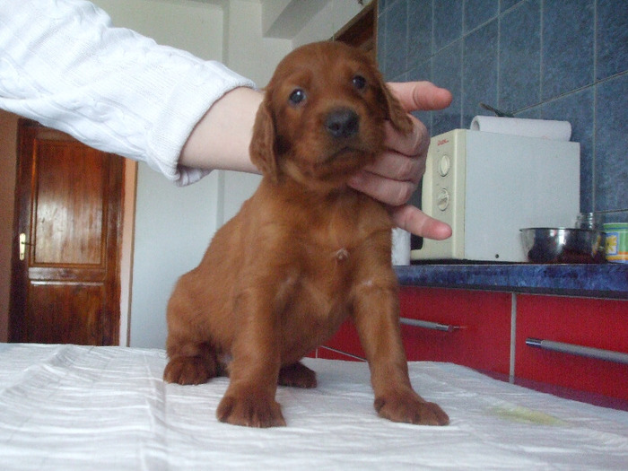 Picture 722 - 9 catei de setter irlandez de vanzare