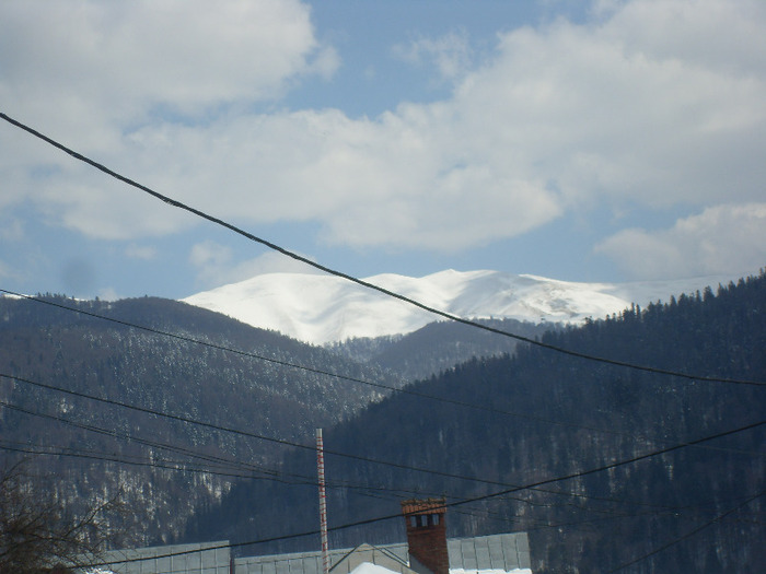 SDC18803 - DIVERSE din busteni