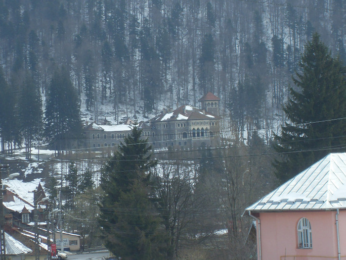 SDC18805 - DIVERSE din busteni