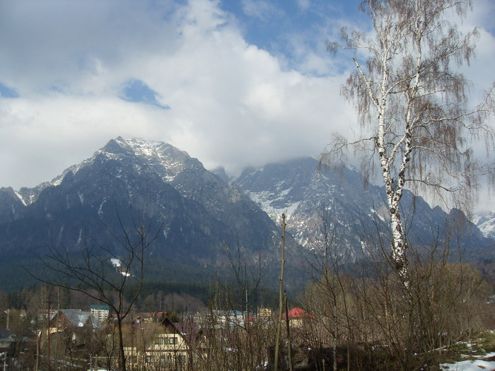 SDC18807 - DIVERSE din busteni
