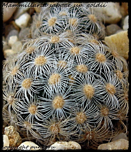 Mammillaria saboae ssp (Sin.Mammillaria goldii) - MACRO CACTI