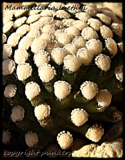 Mammillaria luethyi - MACRO CACTI