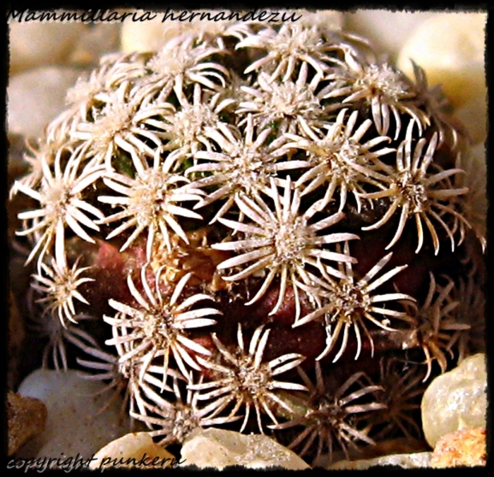 Mammillaria hernandezii - MACRO CACTI