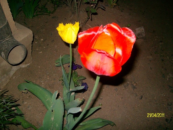 SANY5535 - APRILIE  GLICINA MOV si alte flori