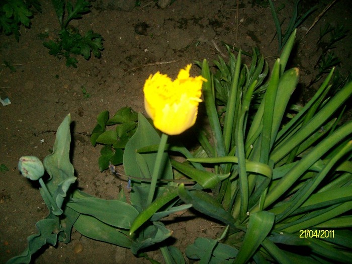 SANY5540 - APRILIE  GLICINA MOV si alte flori