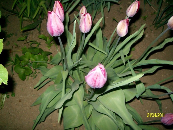 SANY5541 - APRILIE  GLICINA MOV si alte flori