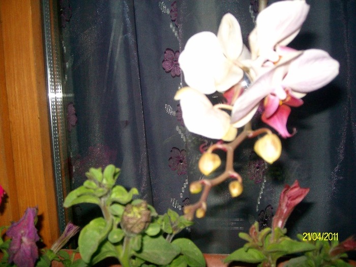 SANY5542 - APRILIE  GLICINA MOV si alte flori