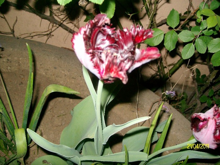 SANY5547 - APRILIE  GLICINA MOV si alte flori