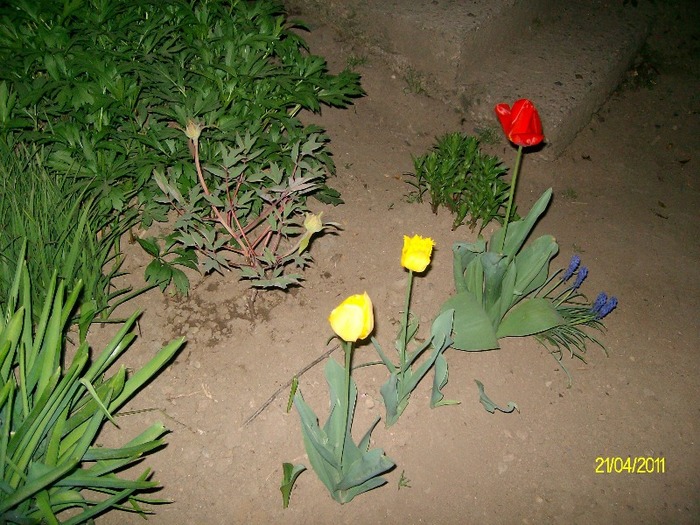 SANY5550 - APRILIE  GLICINA MOV si alte flori