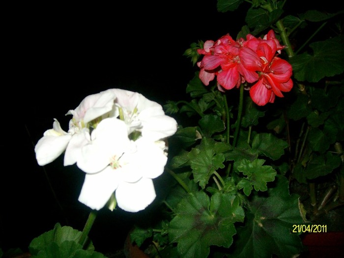 SANY5558 - APRILIE  GLICINA MOV si alte flori
