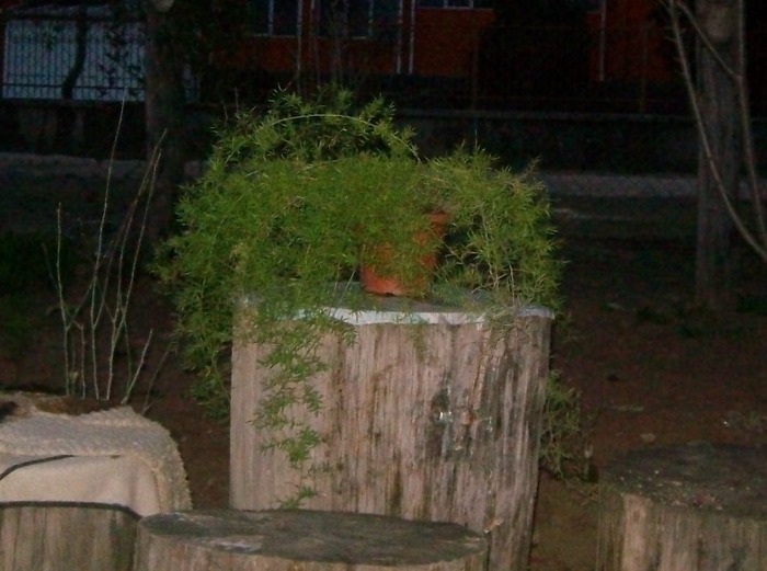 SANY5007