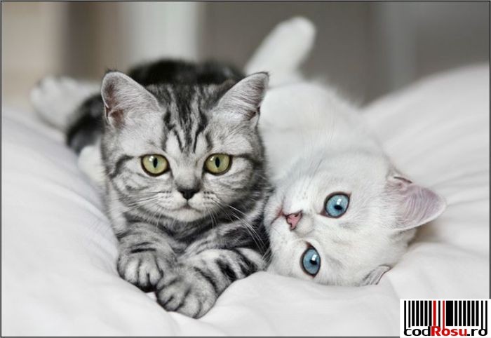 cats_11 - Pisici