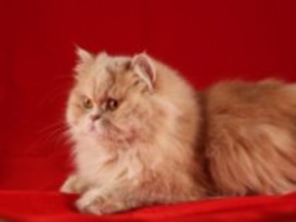 poze-cu-pisici-persane-102710225029 - Pisici