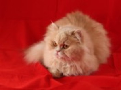 poze-cu-pisici-persane-102710225113 - Pisici