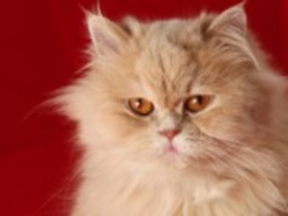 poze-cu-pisici-persane-102710225212 - Pisici